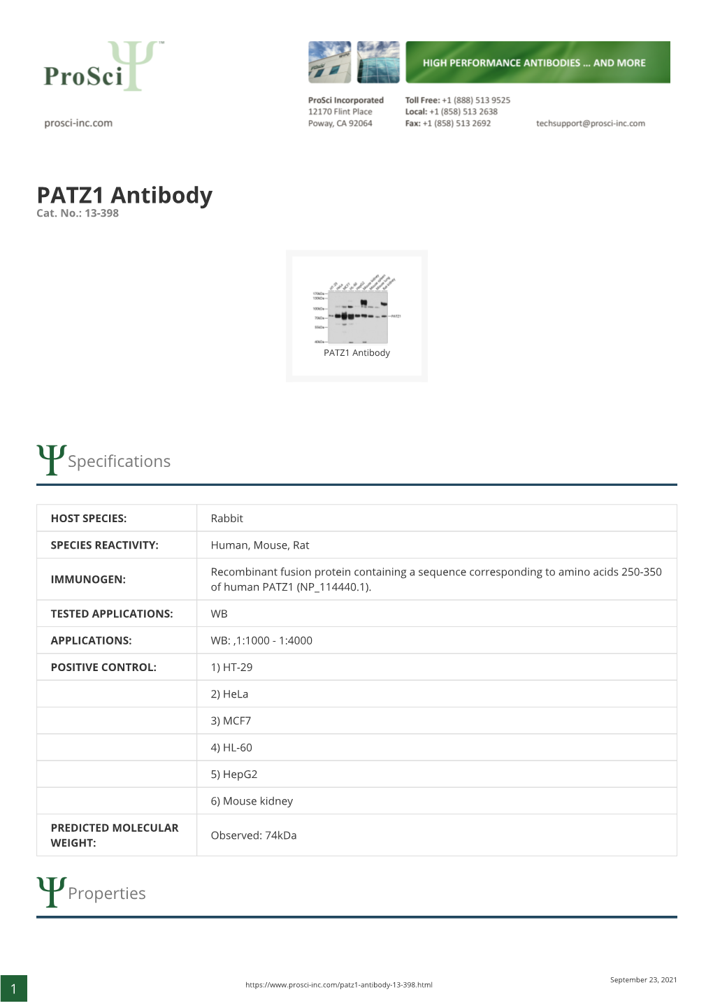 PATZ1 Antibody Cat