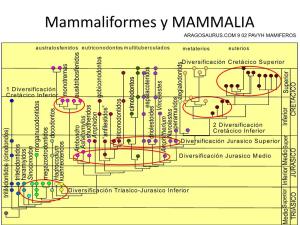 Mammaliformes Y MAMMALIA ARAGOSAURUS.COM 9 02 PAVYH MAMIFEROS