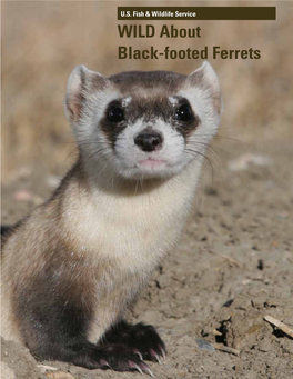 WILD About Black-Footed Ferrets WILD About Black-Footed Ferrets WILD About Black-Footed Ferrets