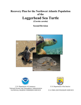 Loggerhead Sea Turtle (Caretta Caretta)