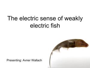 The Electric Sense of Weakly Electric Fish