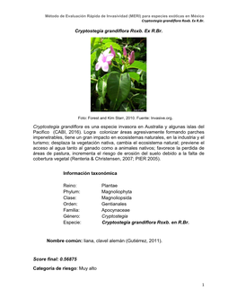 Cryptostegia Grandiflora Roxb. Ex R.Br