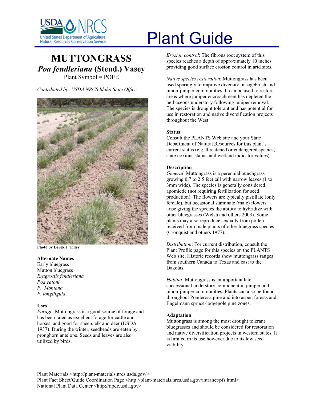 Muttongrass Plant Guide