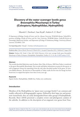 Discovery of the Water Scavenger Beetle Genus Brownephilus Mouchamps in Turkey (Coleoptera, Hydrophilidae, Hydrophilini)