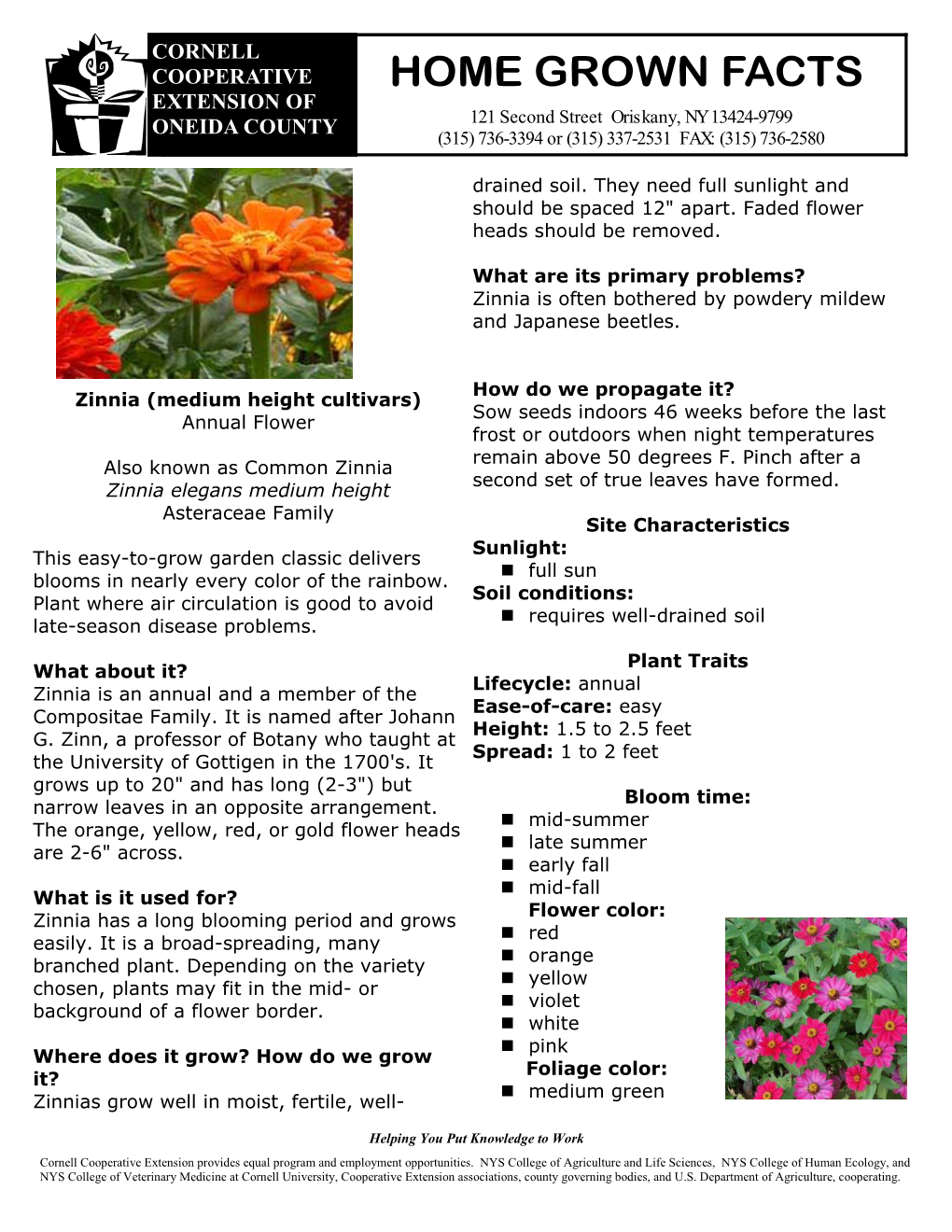 Zinnia Is Often Bothered by Powdery Mildew and Japanese Beetles