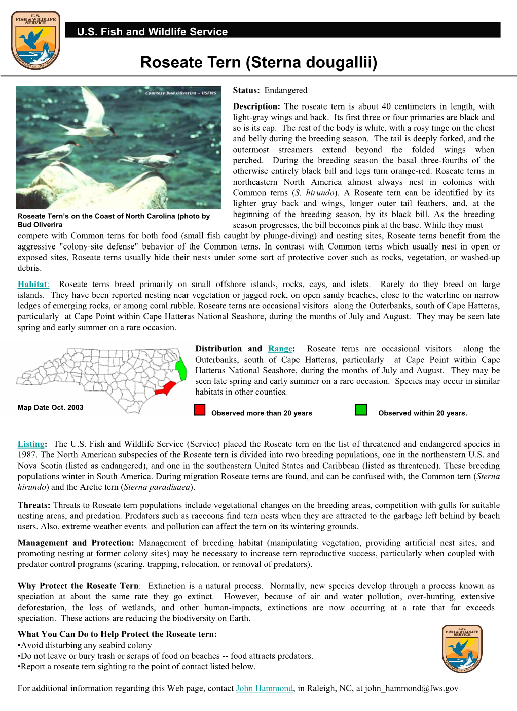 Roseate Tern (Sterna Dougallii)