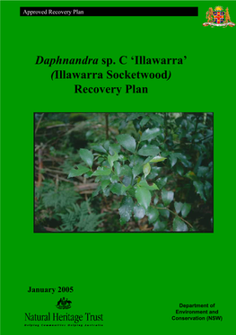 Daphnandra Sp. C 'Illawarra' (Illawarra Socketwood) Recovery