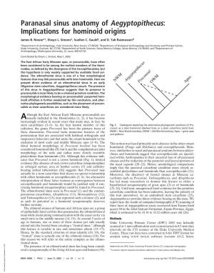 Paranasal Sinus Anatomy of Aegyptopithecus: Implications for Hominoid Origins