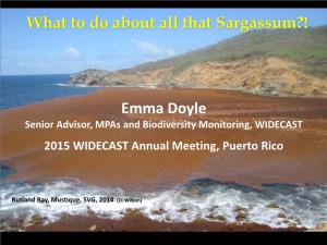 Emma Doyle What to Do About All That Sargassum?!