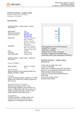 ACTR1B Antibody - Middle Region Rabbit Polyclonal Antibody Catalog # AI13367