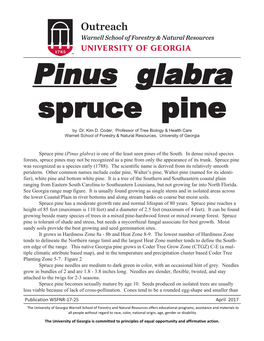 Pinus Glabra Spruce Pine