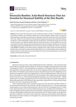 Stereocilia Rootlets: Actin-Based Structures That Are Essential for Structural Stability of the Hair Bundle