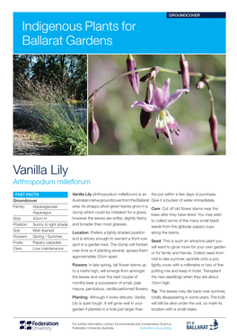 Vanilla Lily Indigenous Plants for Ballarat Gardens