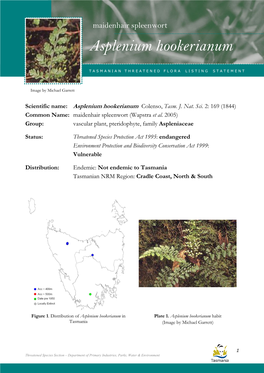 Asplenium Hookerianum (Maidenhair Spleenwort) Maidenhair Spleenwort
