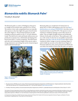Bismarckia Nobilis: Bismarck Palm1 Timothy K