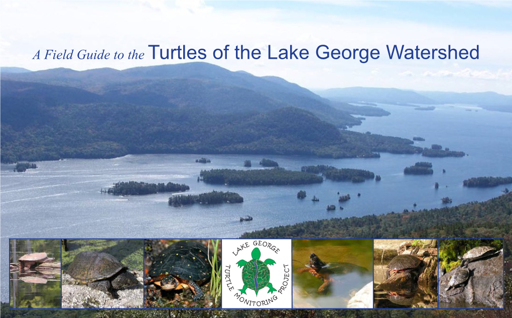 Field Guide to the Turtles of Lake George