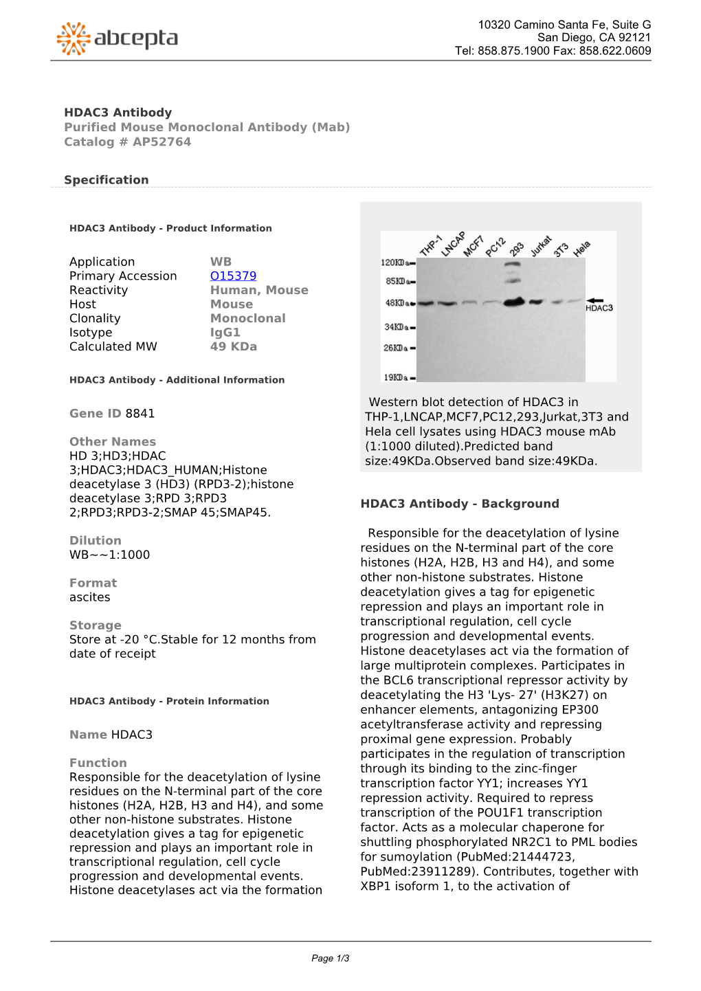 HDAC3 Antibody Purified Mouse Monoclonal Antibody (Mab) Catalog # AP52764