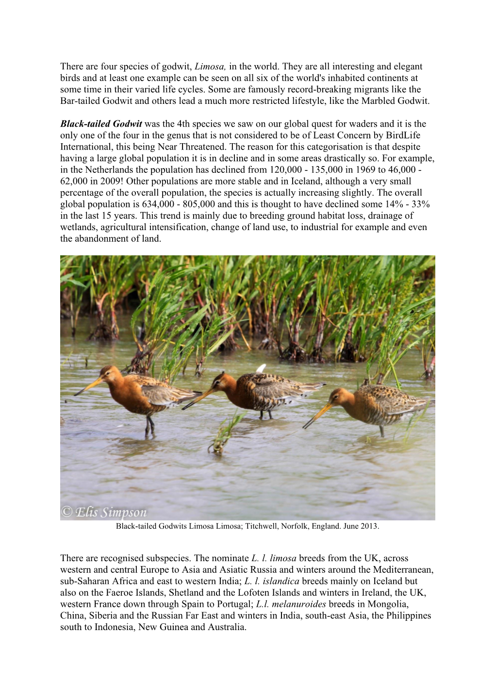 There Are Four Species of Godwit, Limosa, in the World