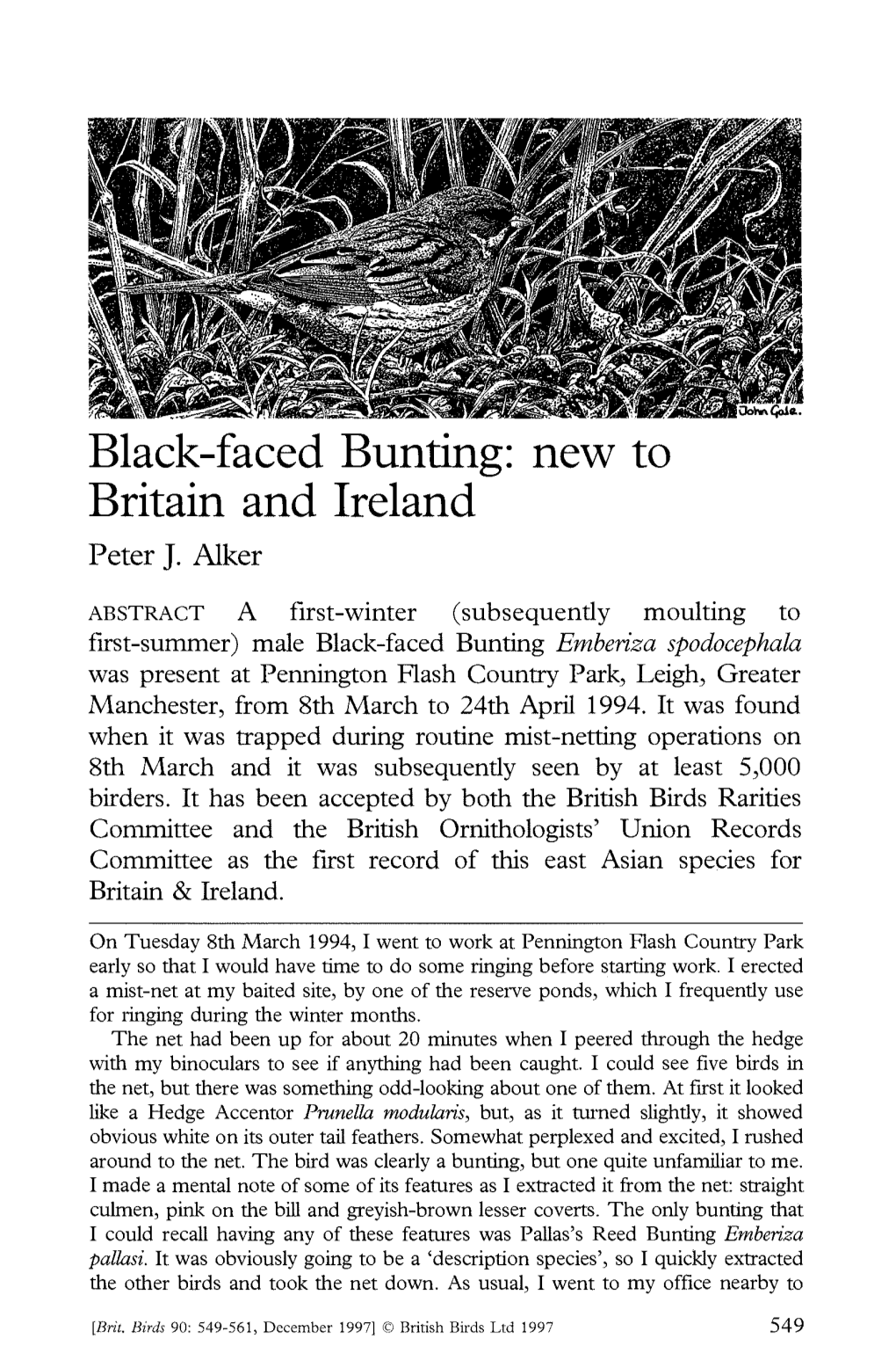 Black-Faced Bunting: New to Britain and Ireland Peter J