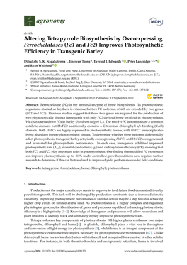 Altering Tetrapyrrole Biosynthesis by Overexpressing Ferrochelatases (Fc1 and Fc2) Improves Photosynthetic Eﬃciency in Transgenic Barley