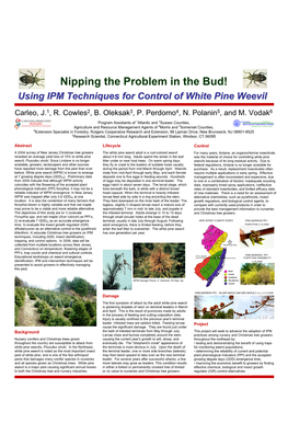 Using IPM Techniques for Control of White Pine Weevil Nipping The
