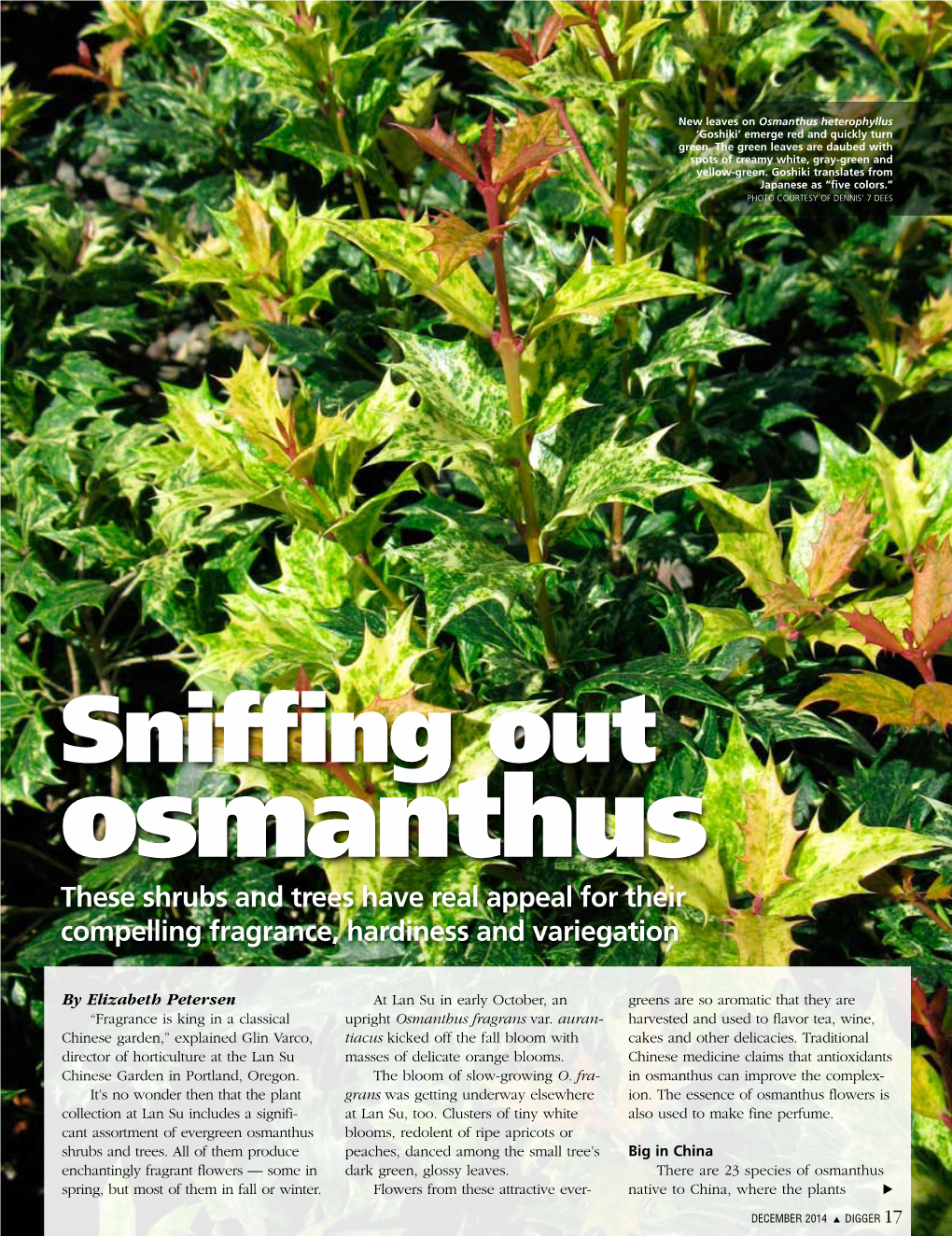 Sniffing out Osmanthus These Shrubs and Trees Have Real Appeal for Their Compelling Fragrance, Hardiness and Variegation