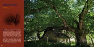 Quercus Robur, Ulmus Laevis and Ulmus Minor, Fraxinus Excelsior Or Fraxinus Angustifolia, Along the Great Rivers (Ulmenion Minoris)
