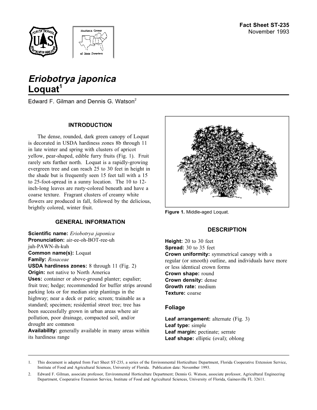 Eriobotrya Japonica Loquat1 Edward F