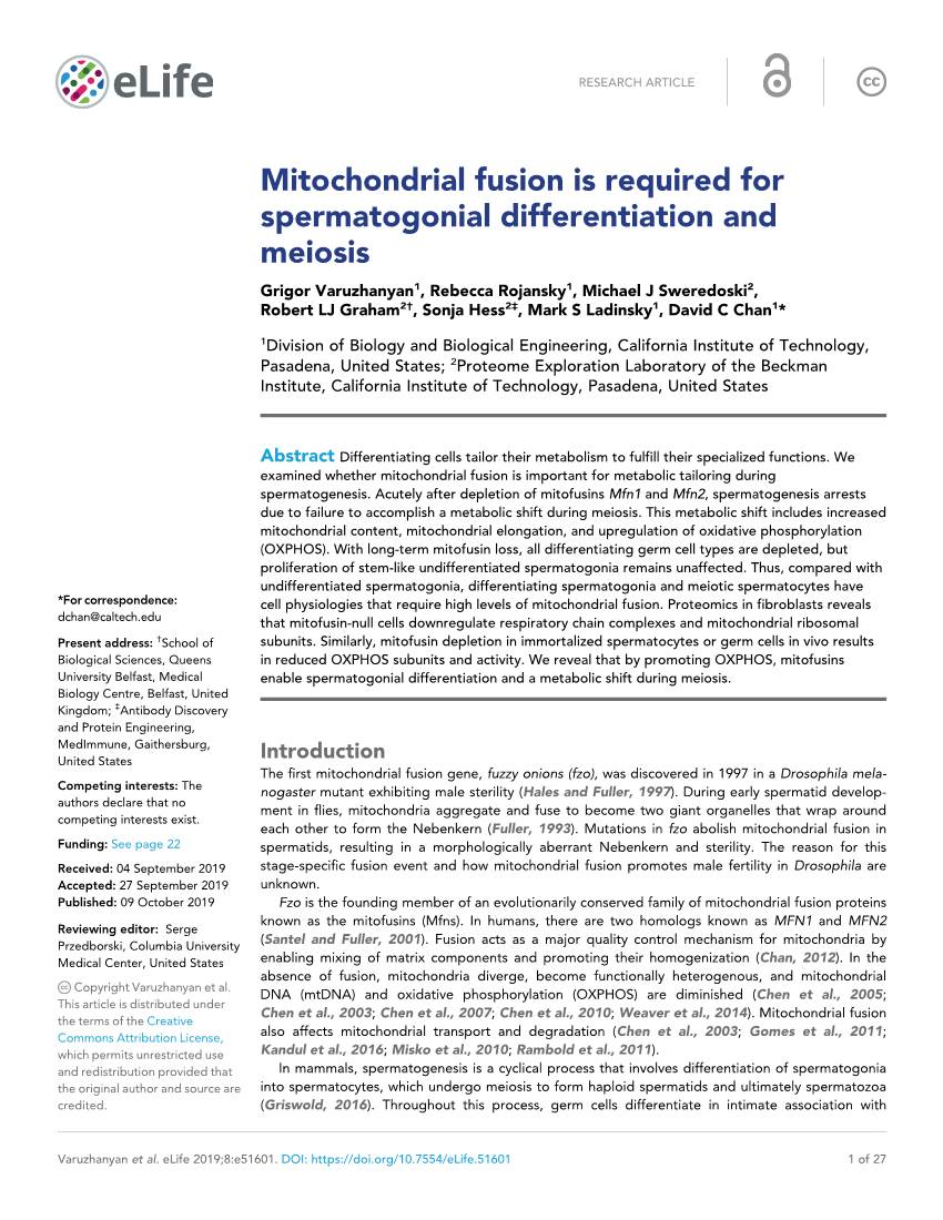 Mitochondrial Fusion Is Required for Spermatogonial Differentiation and Meiosis