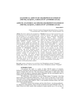 Anatomical Aspects of Chlorophytum Comosum (Thunb.) Jacques „Variegatum” (Anthericaceae)