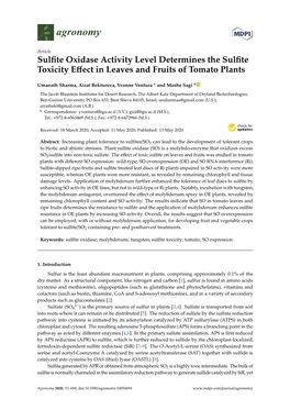 Sulfite Oxidase Activity Level Determines the Sulfite Toxicity