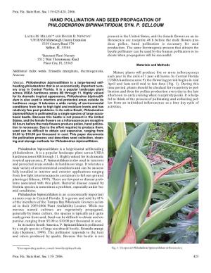 Hand Pollination and Seed Propagation of Philodendron Bipinnatifidum, Syn