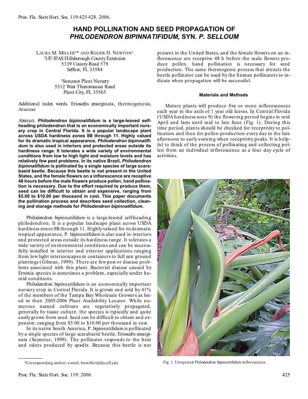 Hand Pollination and Seed Propagation of Philodendron Bipinnatifidum, Syn