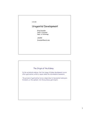 Urogenital Development