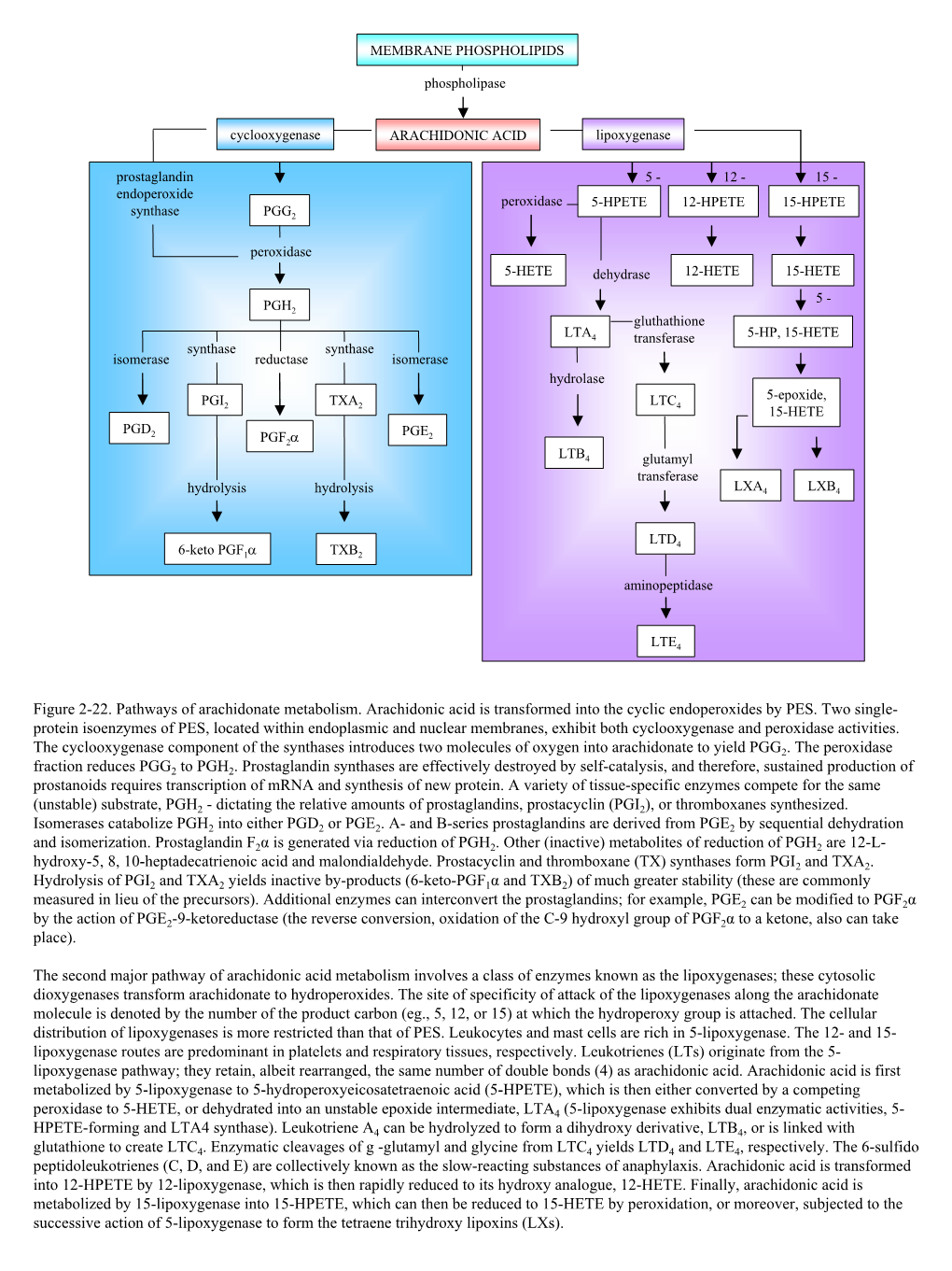 Figure 2-22. Pathways of Arachidonate Metabolism