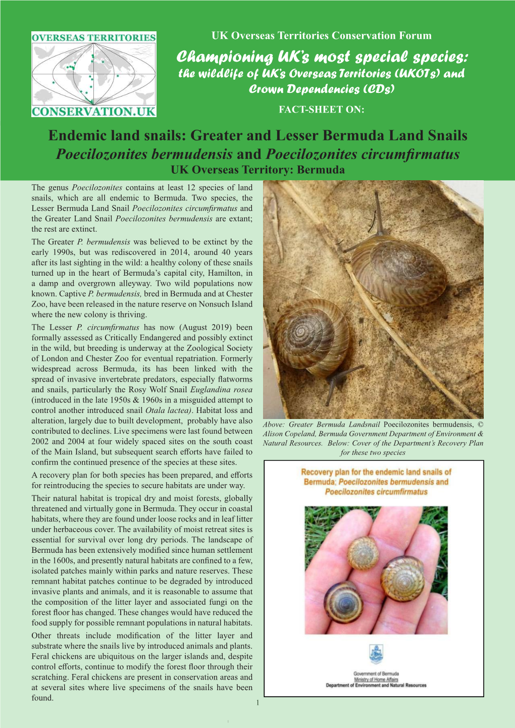 Bermuda Endemic Land Snails