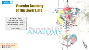 Vascular Anatomy of the Lower Limb