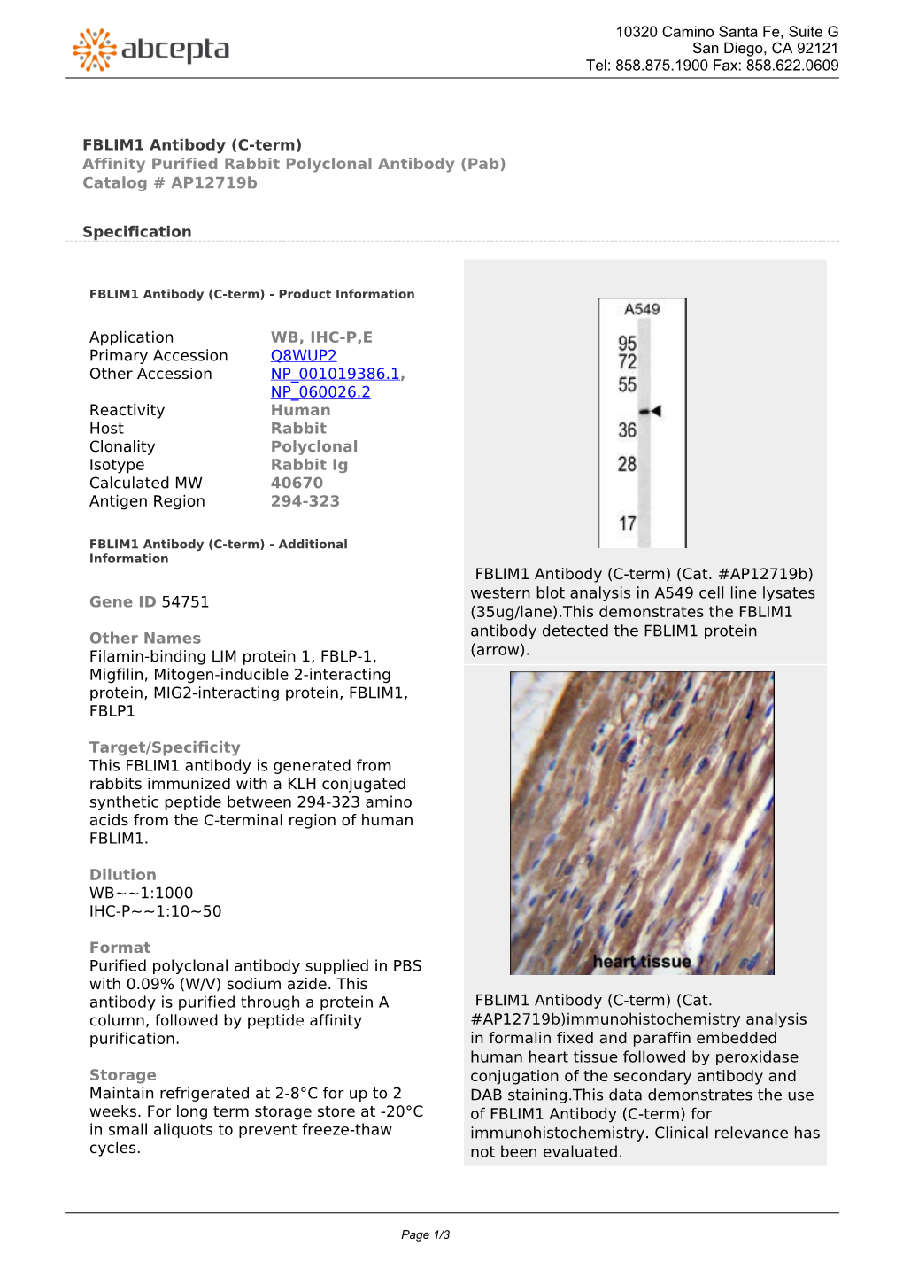 FBLIM1 Antibody (C-Term) Affinity Purified Rabbit Polyclonal Antibody (Pab) Catalog # Ap12719b