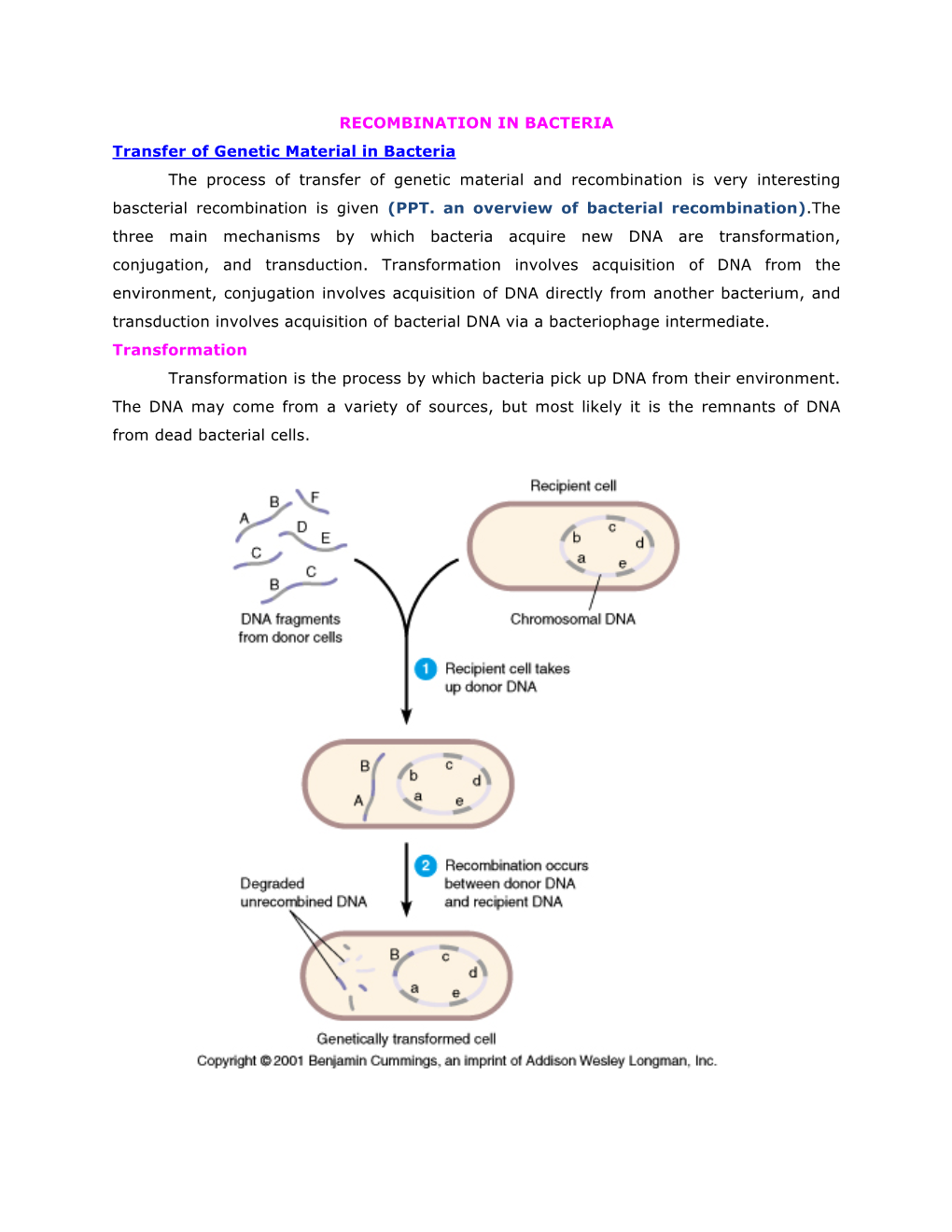 RECOMBINATION in BACTERIA Transfer of Genetic Material In