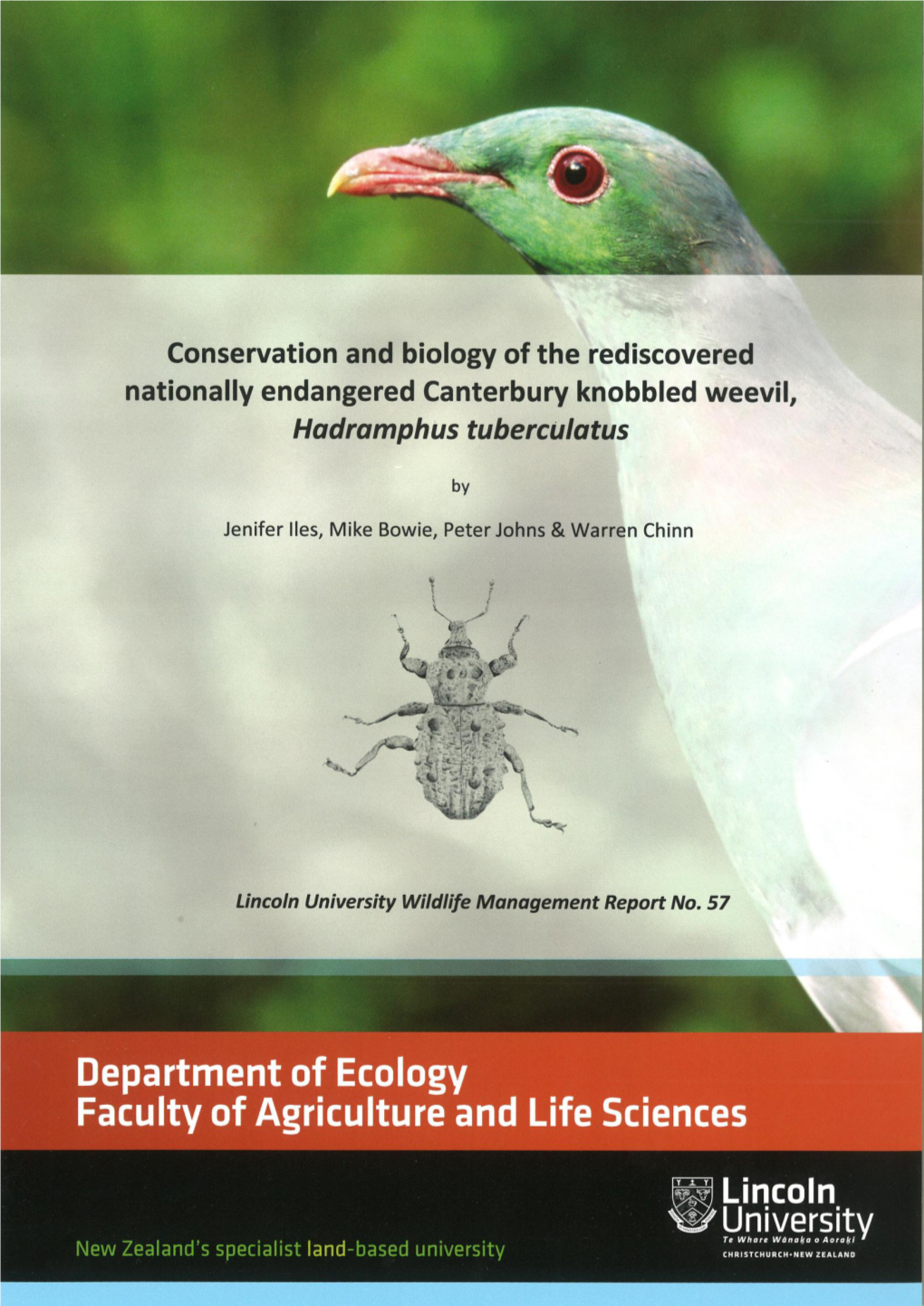 Conservation and Biology of the Rediscovered Nationally Endangered Canterbury Knobbled Weevil, Hadramphus Tuberculatus
