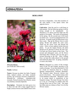 Monarda Didyma History: Bergamot Is a Native of the Swampy [Mo-NAR-Duh DID-Ee-Muh] Areas of the US and Canada, Growing As Far South As Georgia