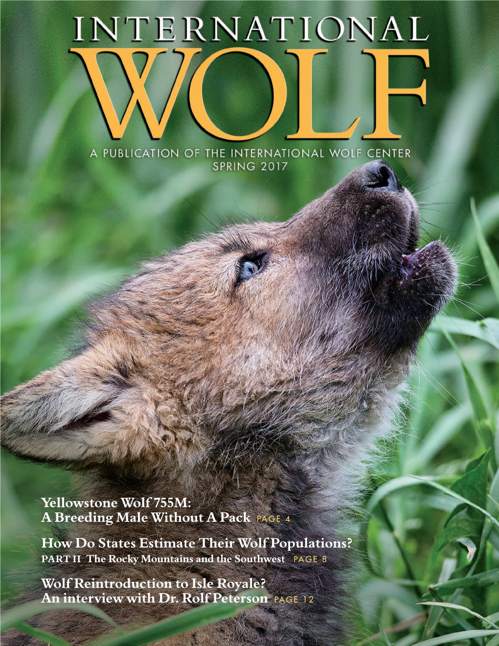 Yellowstone Wolf 755M: a Breeding Male Without a Pack PAGE 4 How