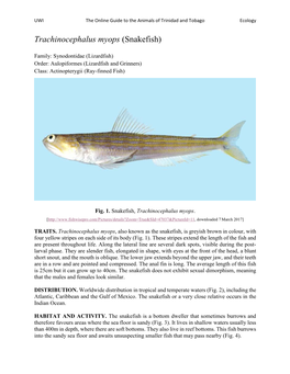 Trachinocephalus Myops (Snakefish)