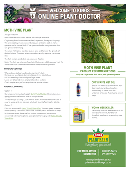 Moth Vine Plant