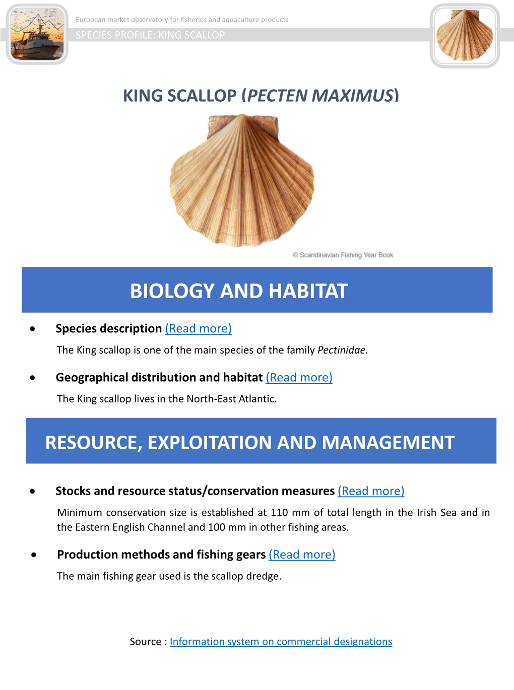 King Scallop (Pecten Maximus)