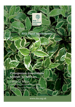 Pittosporum Tenuifolium Hybrids & Cultivars