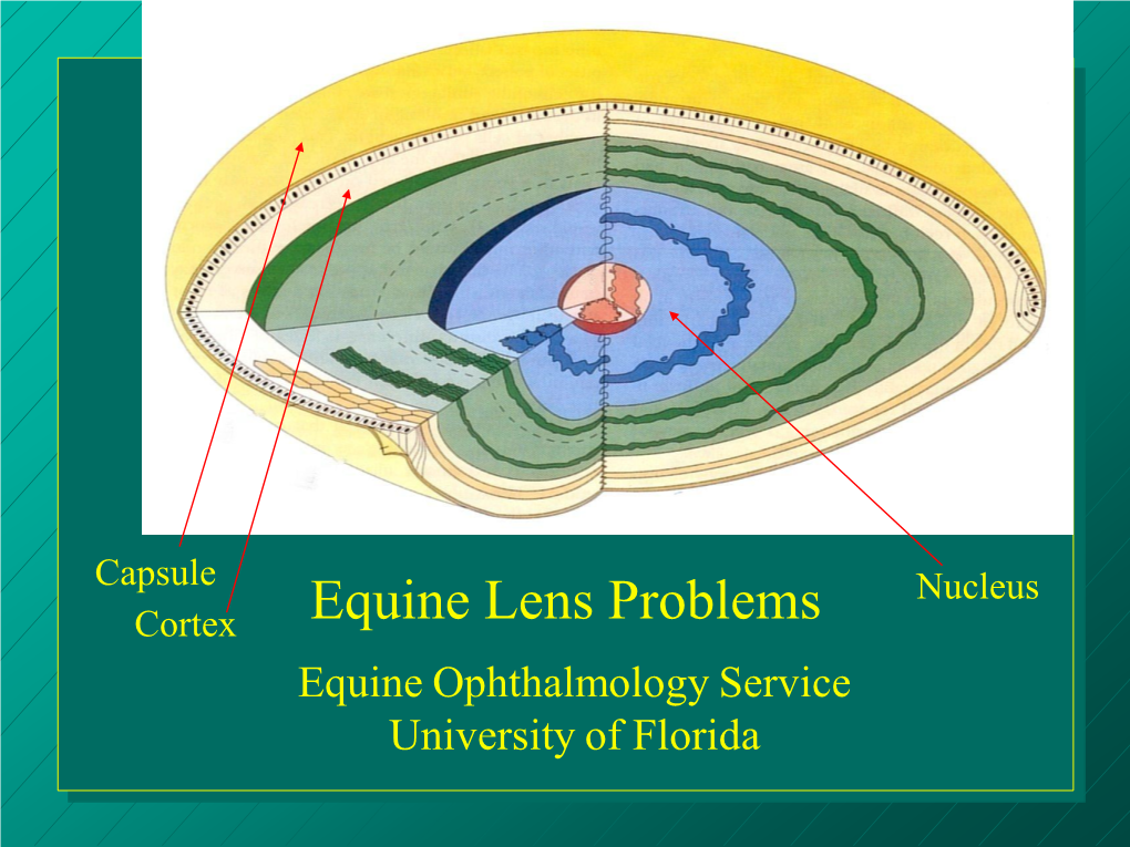 Equine Lens Problems Nucleus Cortex Equine Ophthalmology Service University of Florida •The Lens Sits in the Patellar Fossa of the Vitreous