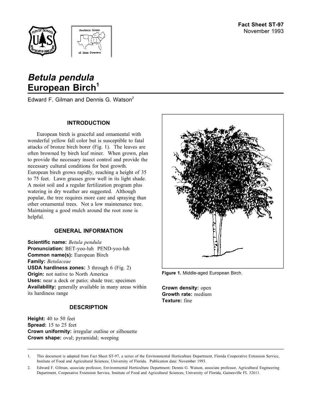 Betula Pendula European Birch1 Edward F