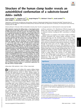 Structure of the Human Clamp Loader Reveals an Autoinhibited Conformation of a Substrate-Bound AAA+ Switch