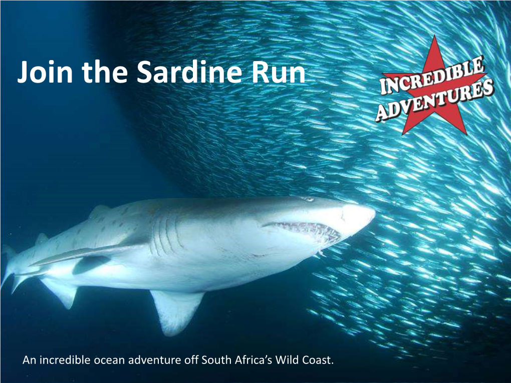 The Sardine Run